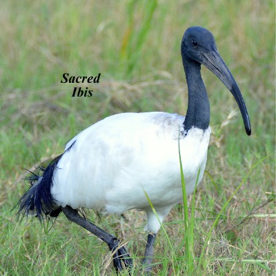 Sacred Ibis